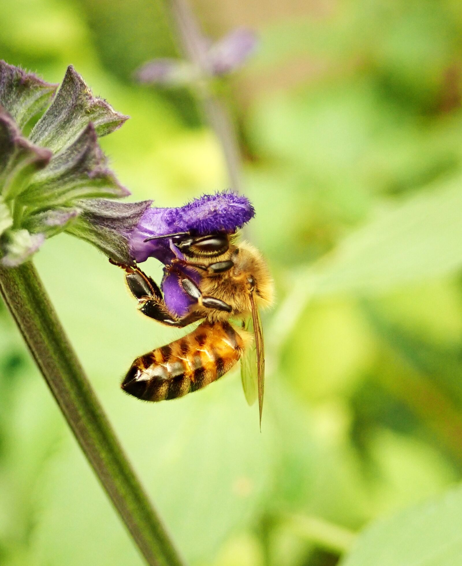 Olympus TG-5 sample photo. Bee, insect, pollen photography