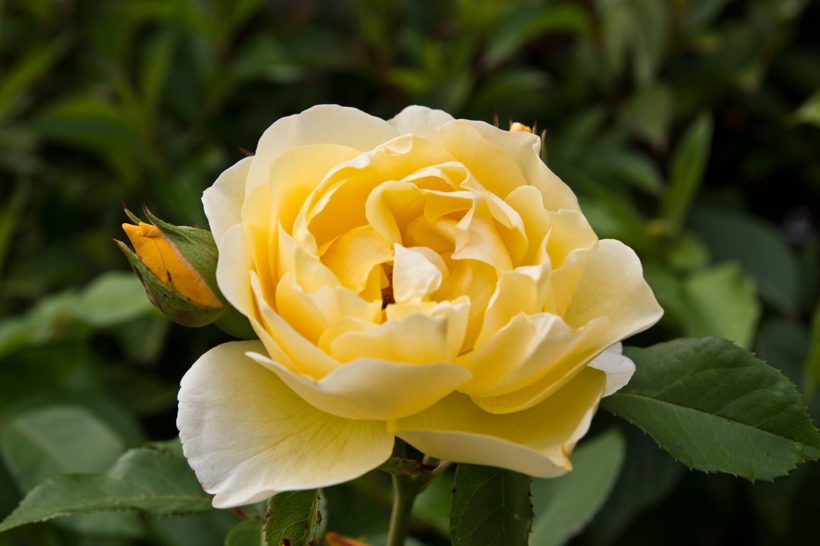 Canon EOS 550D (EOS Rebel T2i / EOS Kiss X4) sample photo. Rose, flower, yellow photography