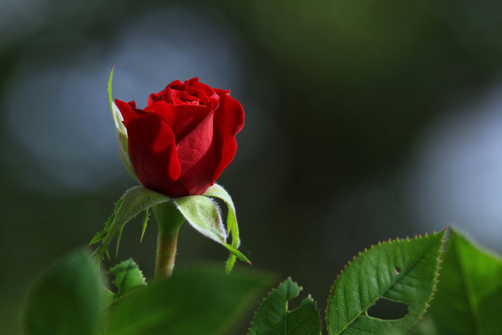 Canon EOS 1300D (EOS Rebel T6 / EOS Kiss X80) sample photo. Rose, flower, blossom photography