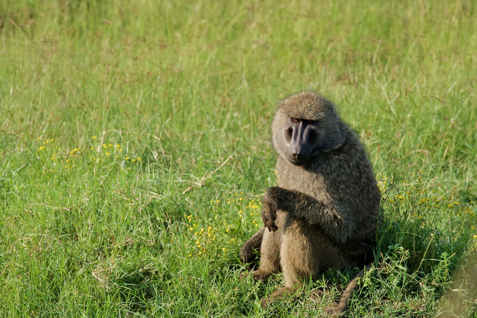 Sony a7 III sample photo. Baboon, kenya, wildlife photography