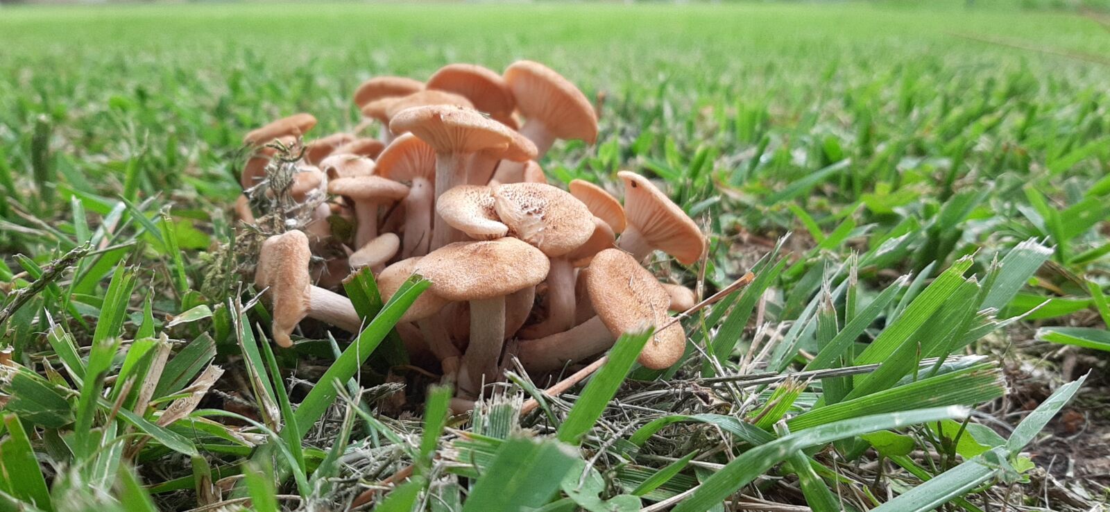 Samsung Galaxy A50 sample photo. Wild, city, yard photography