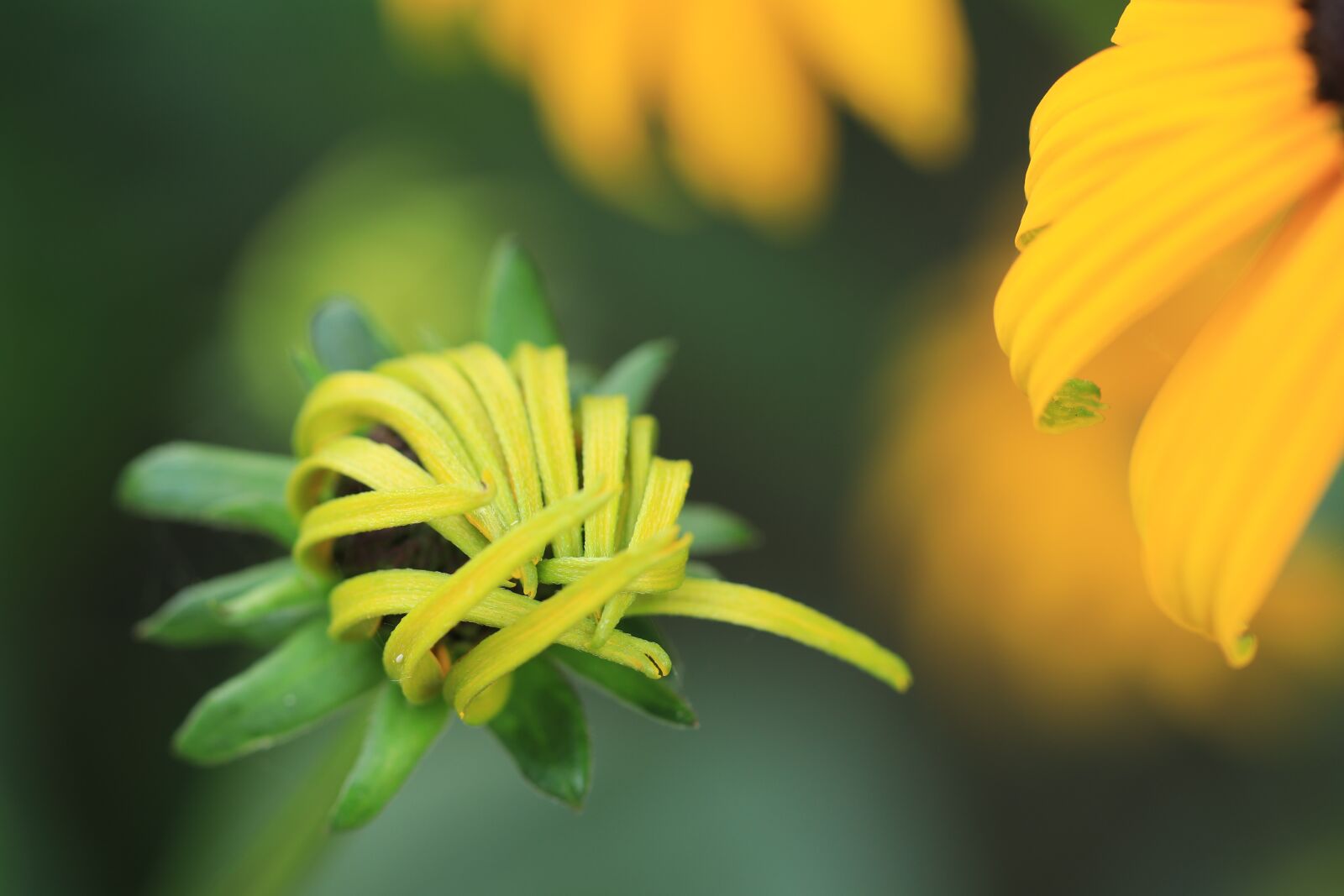Canon EF 100mm F2.8L Macro IS USM sample photo. Flower, button, sun hat photography