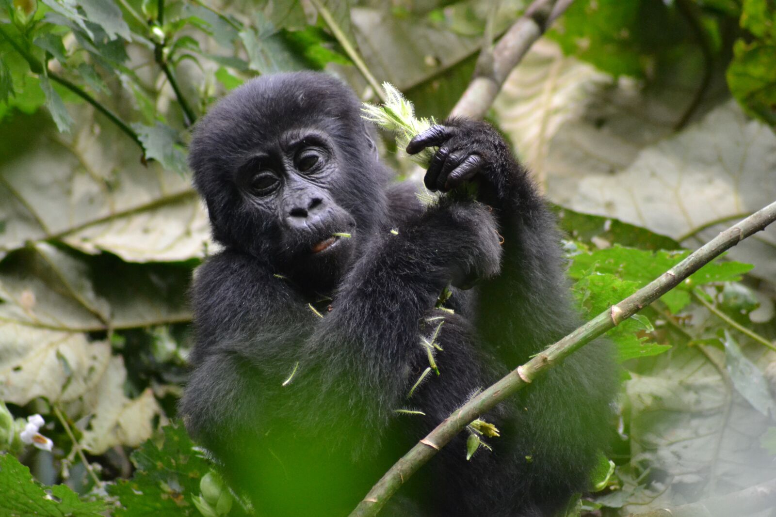 Nikon D3100 sample photo. Gorilla, baby gorilla, monkey photography