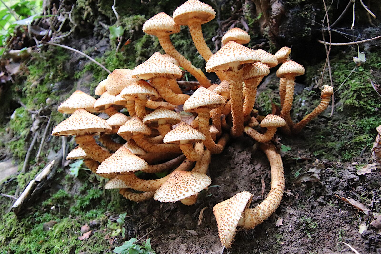 Canon EOS 800D (EOS Rebel T7i / EOS Kiss X9i) sample photo. Mushrooms, plants, nature autumn photography