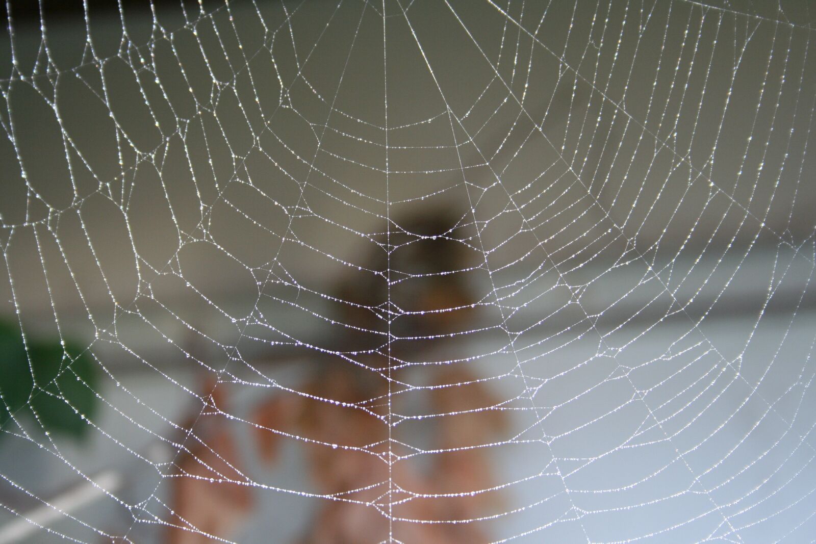 Canon EOS 350D (EOS Digital Rebel XT / EOS Kiss Digital N) sample photo. Cobweb, spider, spider web photography