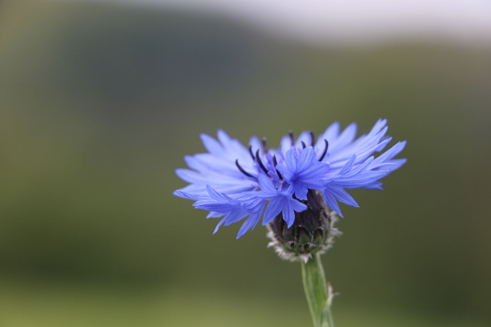 Canon EOS 750D (EOS Rebel T6i / EOS Kiss X8i) sample photo. Cornflower, meadow, blue photography