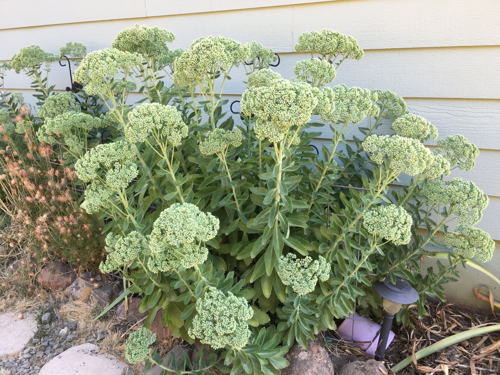 iPhone 6s back camera 4.15mm f/2.2 sample photo. Autumn, sedum photography
