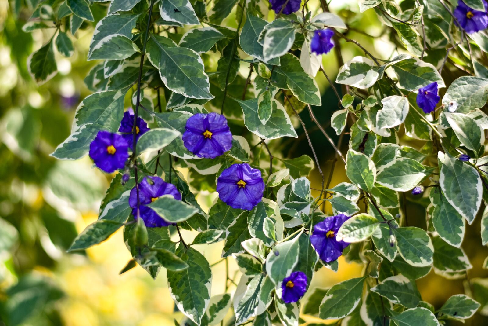 Nikon D5500 sample photo. Flower, violet, plant photography