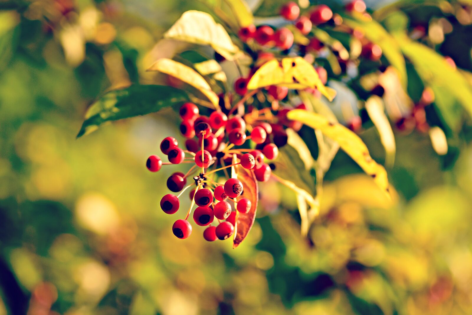 Nikon D750 sample photo. Berry, fruit, branch photography