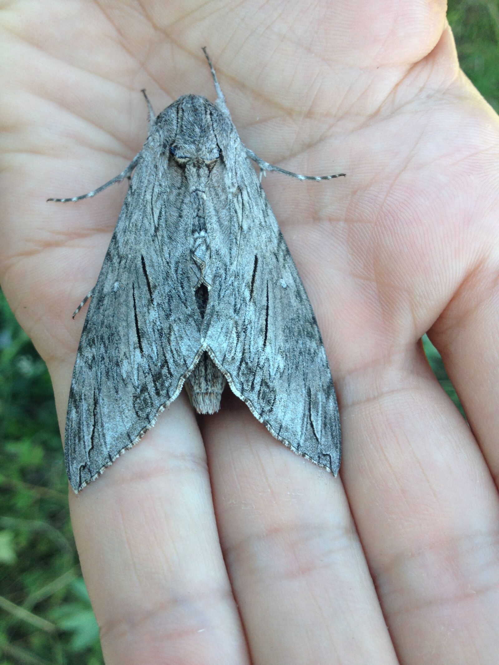 iPhone 4S back camera 4.28mm f/2.4 sample photo. Huge, gray, butterfly photography