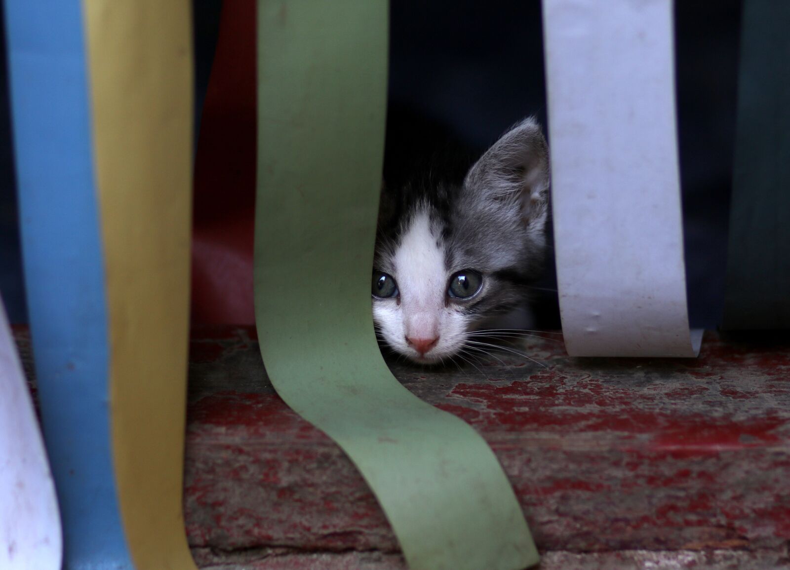 Canon EF 85mm F1.8 USM sample photo. Cat, small, playful photography