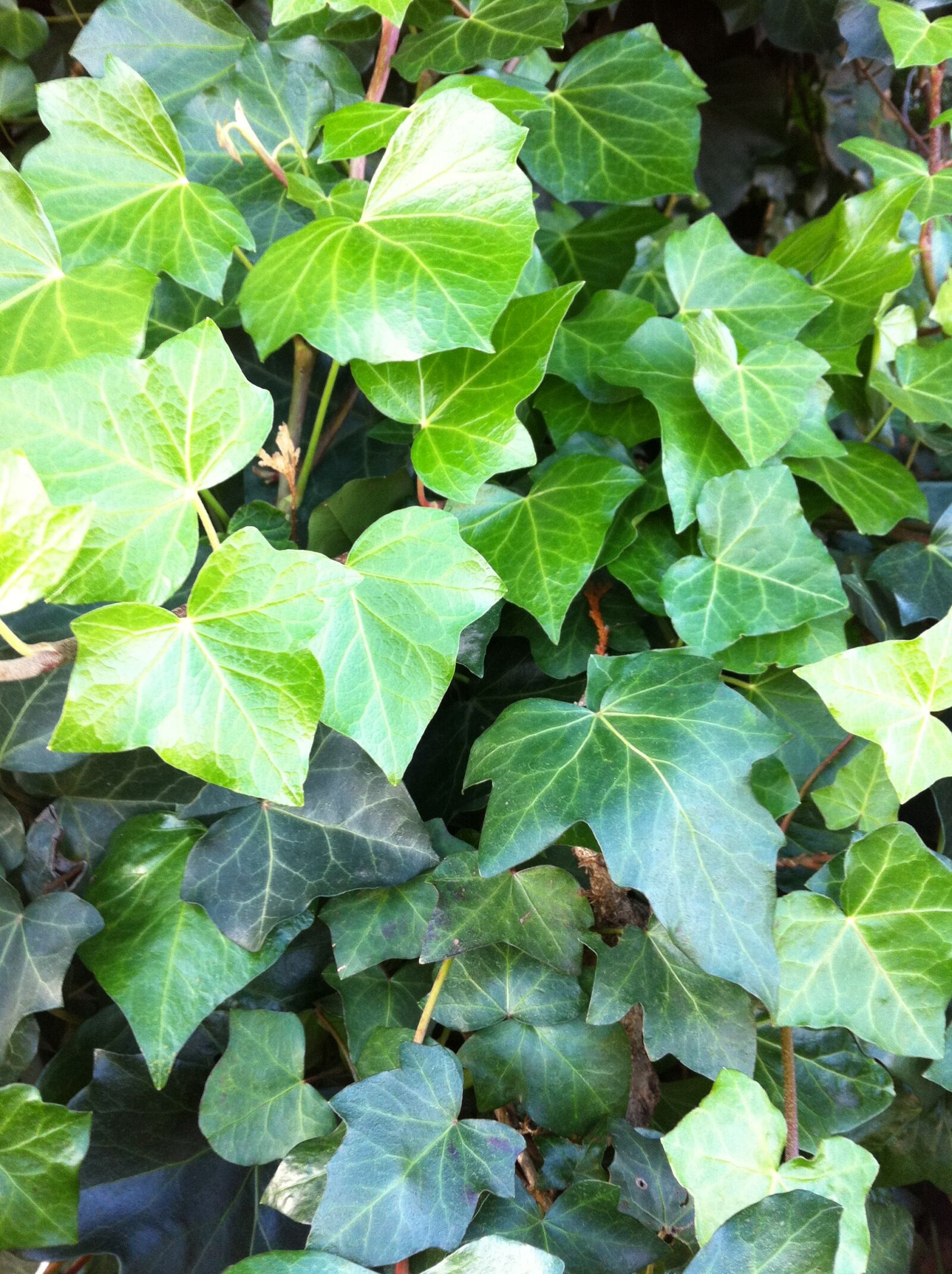 Apple iPhone 4 sample photo