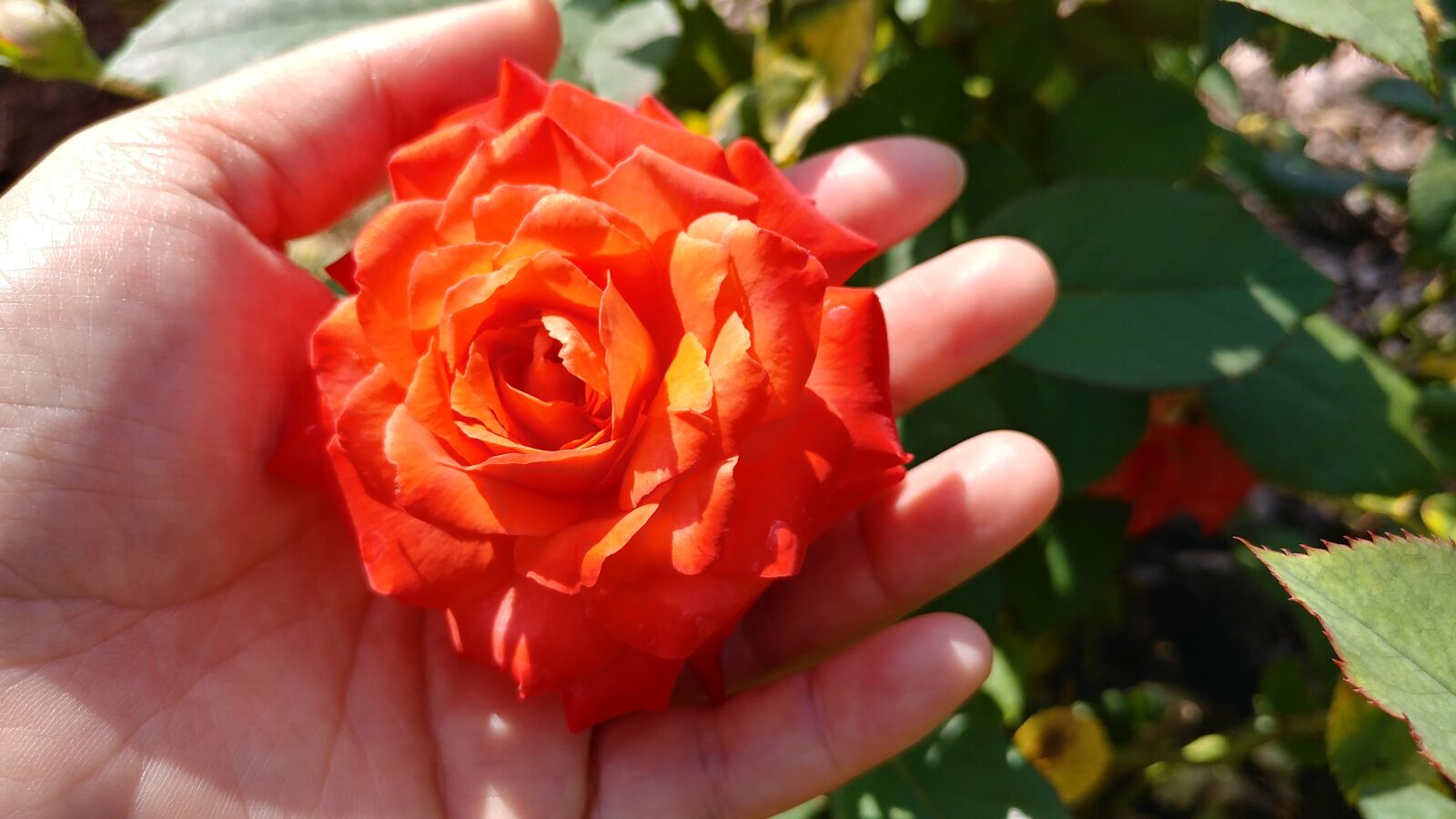 LG V20 sample photo. Rose, flowers, nature photography