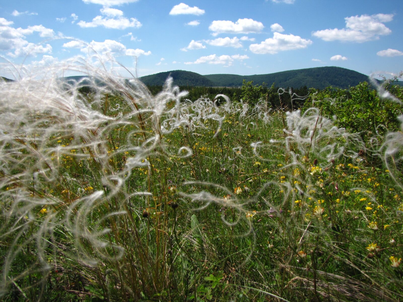 Canon PowerShot SX10 IS sample photo. Meadow, wildflower, stipa photography