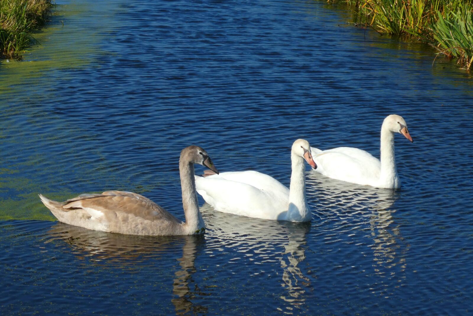 Panasonic Lumix DC-ZS70 (Lumix DC-TZ90) sample photo. Swans, young swans, waterfowl photography