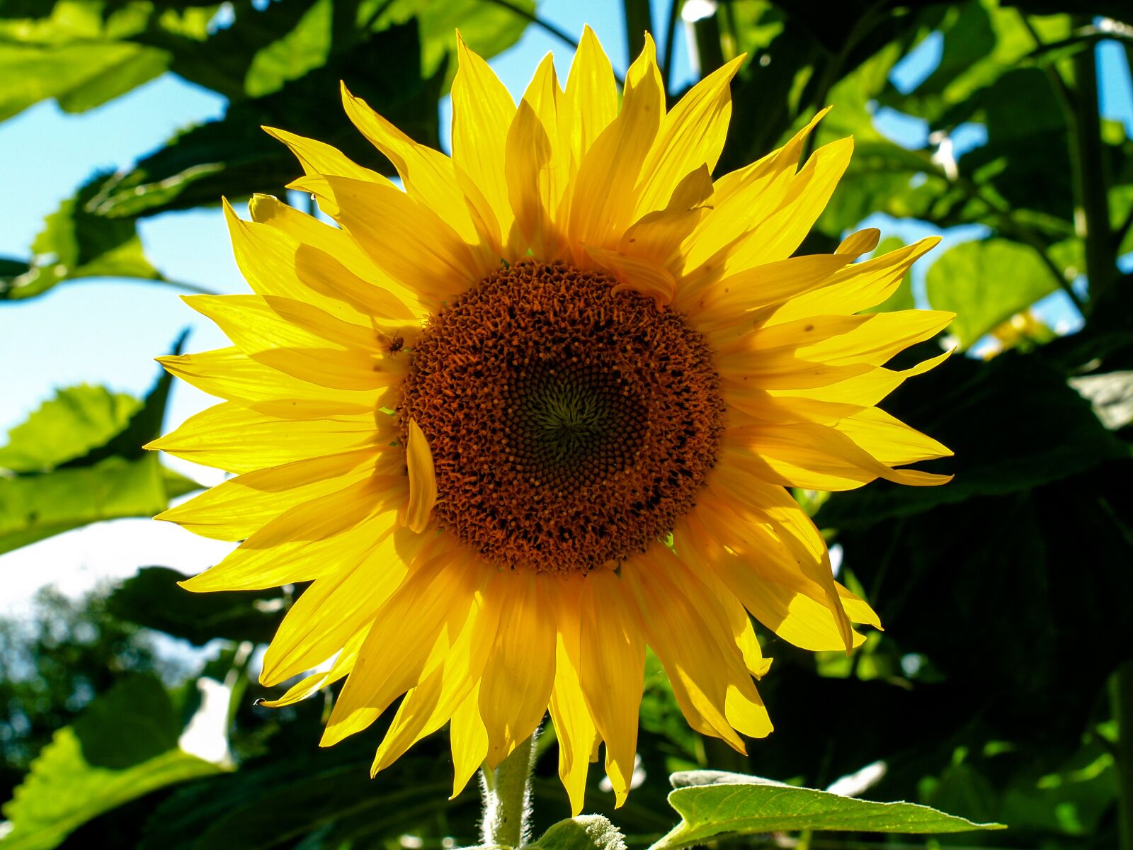Olympus E-500 (EVOLT E-500) sample photo. Plant, nature, flower photography