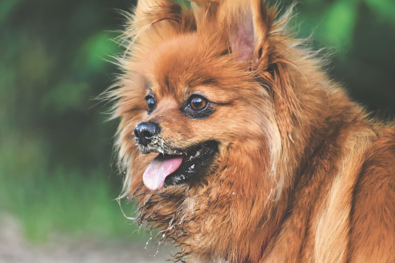 Nikon D7200 sample photo. Dwarf spitz, dog, cute photography