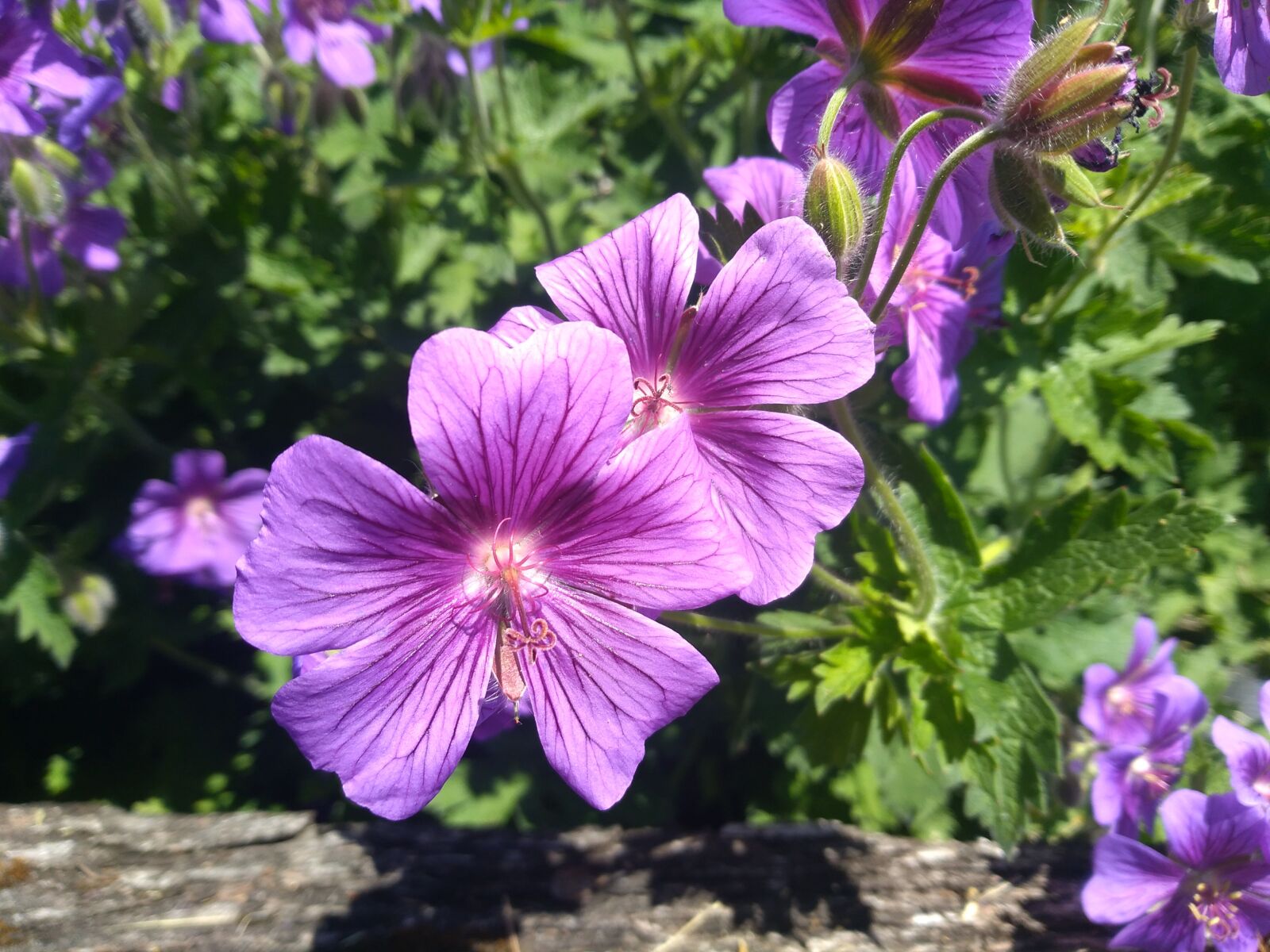 HUAWEI P9 LITE MINI sample photo. Purple flower, geranium, summer photography