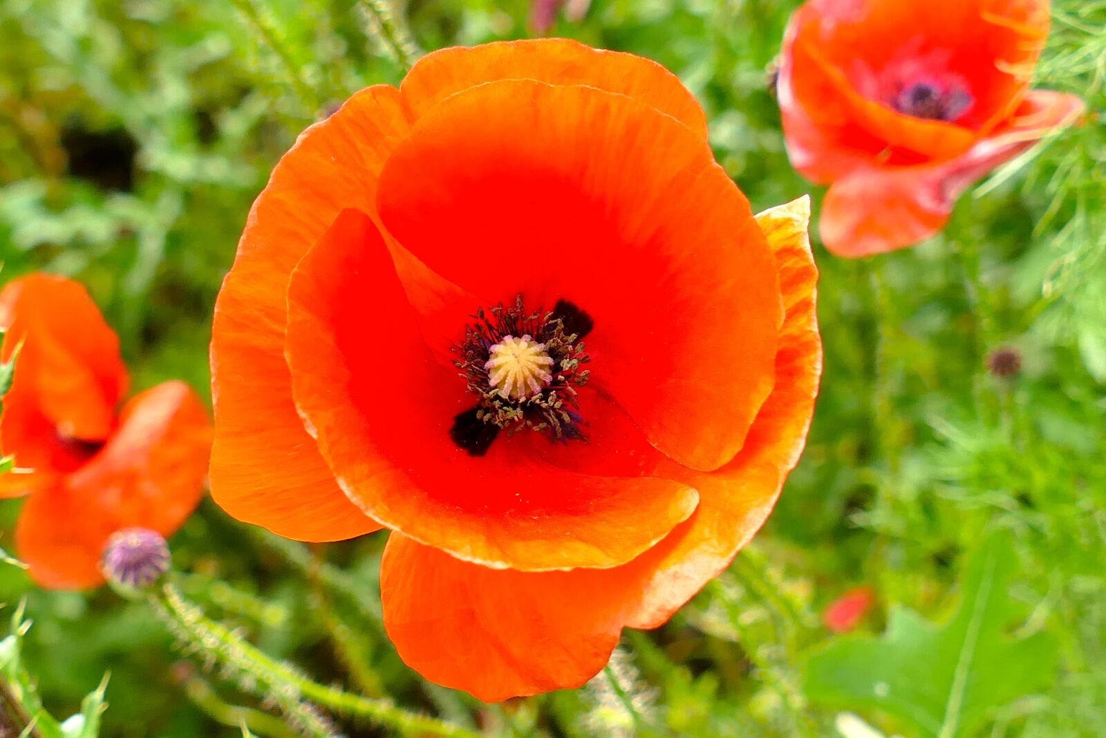 Panasonic Lumix DMC-FZ1000 sample photo. Poppy, flower, close up photography