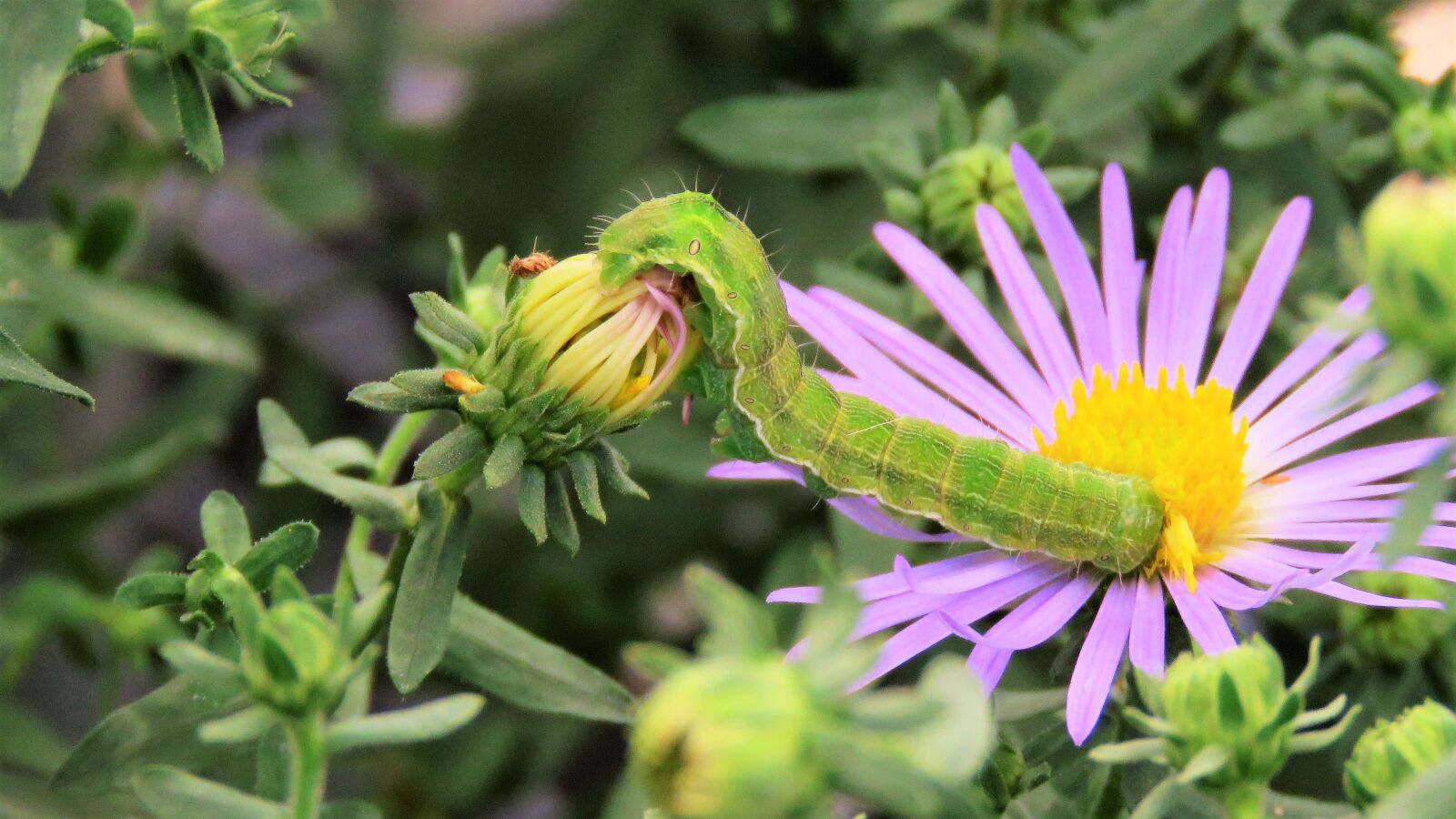 Canon PowerShot SX60 HS sample photo. Insect, larva, caterpillar photography