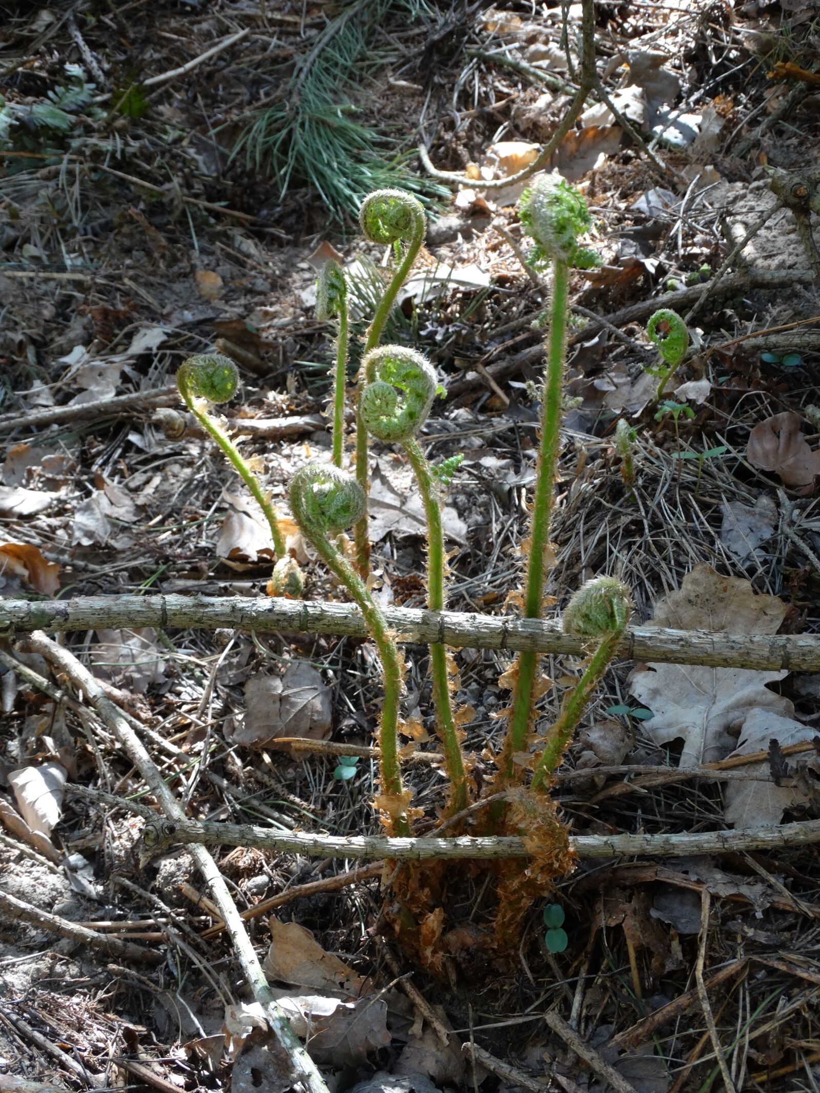 Sony Cyber-shot DSC-HX300 sample photo. Fern, polypody, forest photography