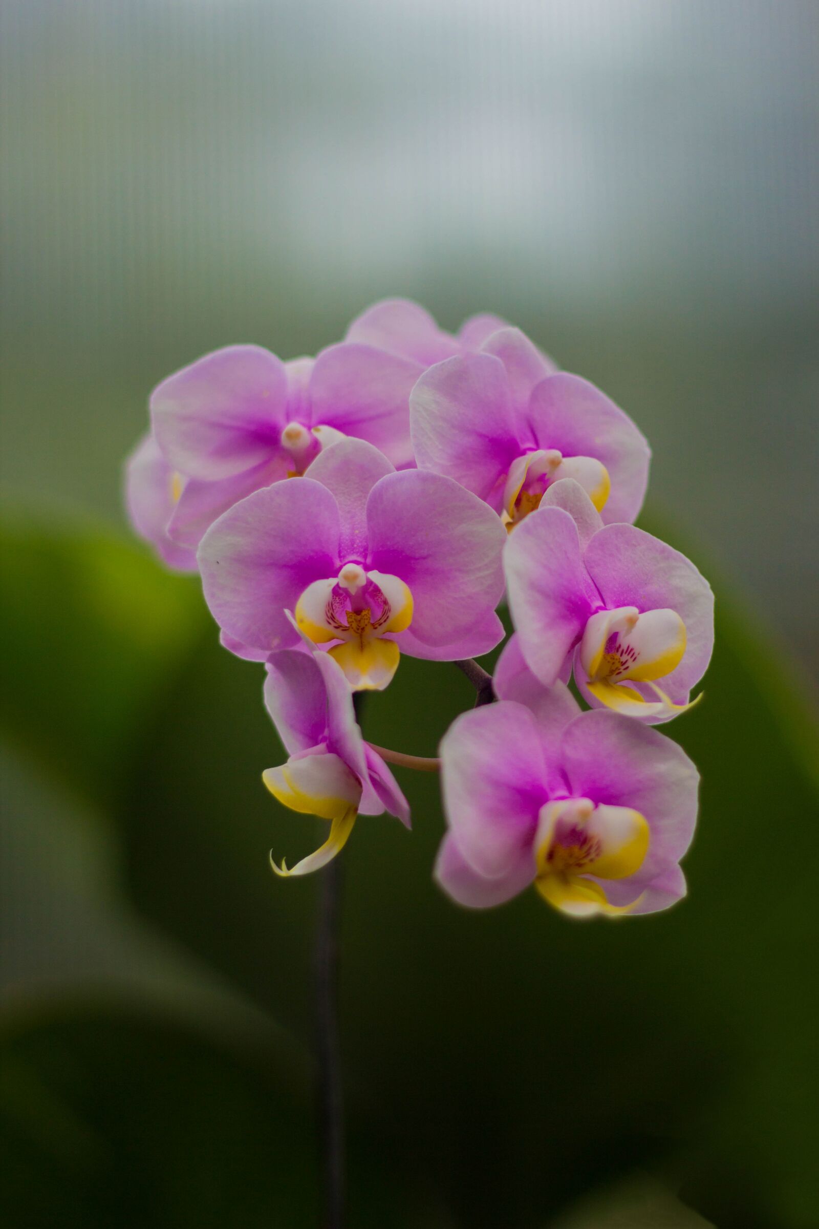 Canon EOS 600D (Rebel EOS T3i / EOS Kiss X5) + Canon EF 50mm F1.8 II sample photo. Flower, orchid, tropical photography
