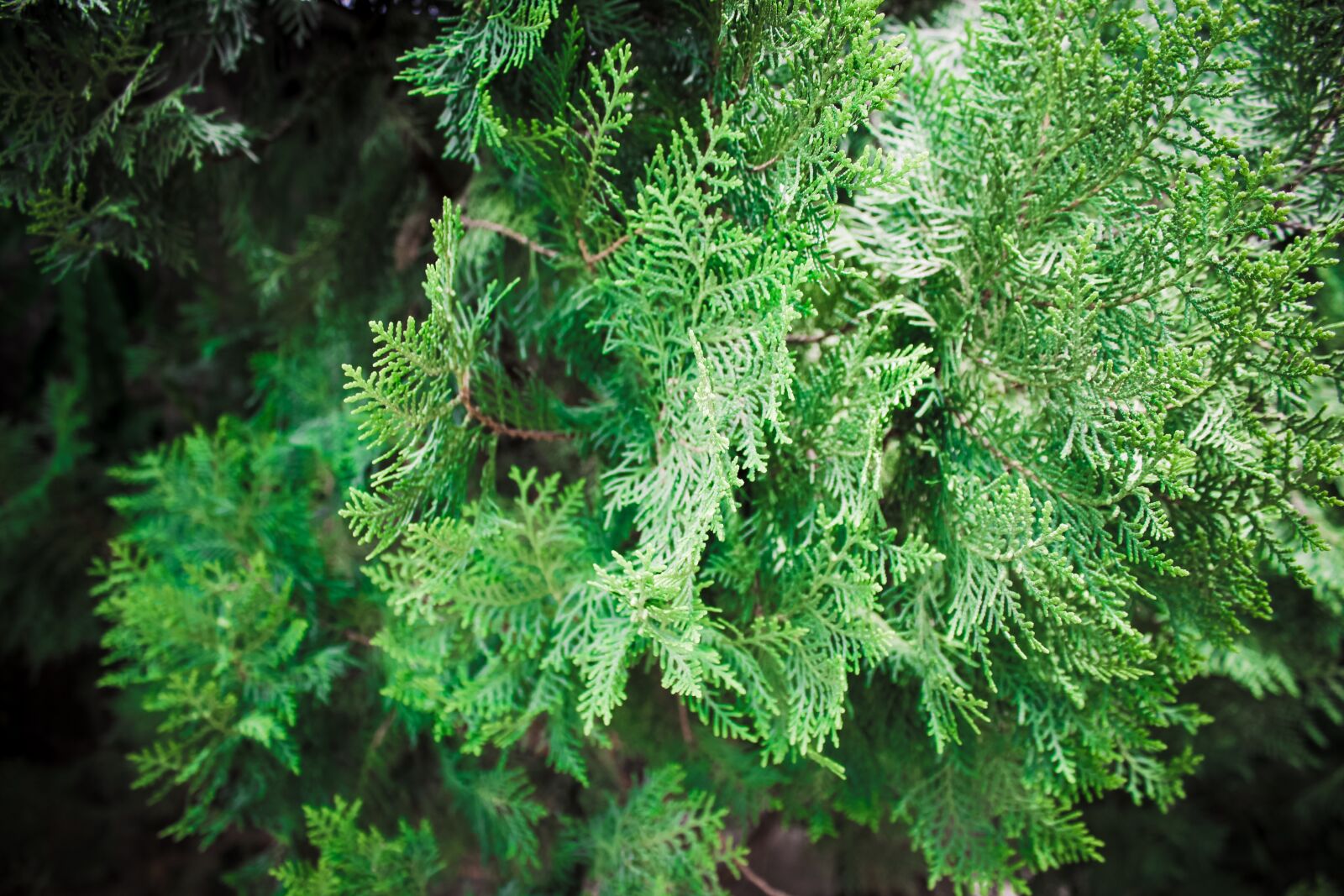 Canon EOS 600D (Rebel EOS T3i / EOS Kiss X5) sample photo. Pine, leaves, christmas photography