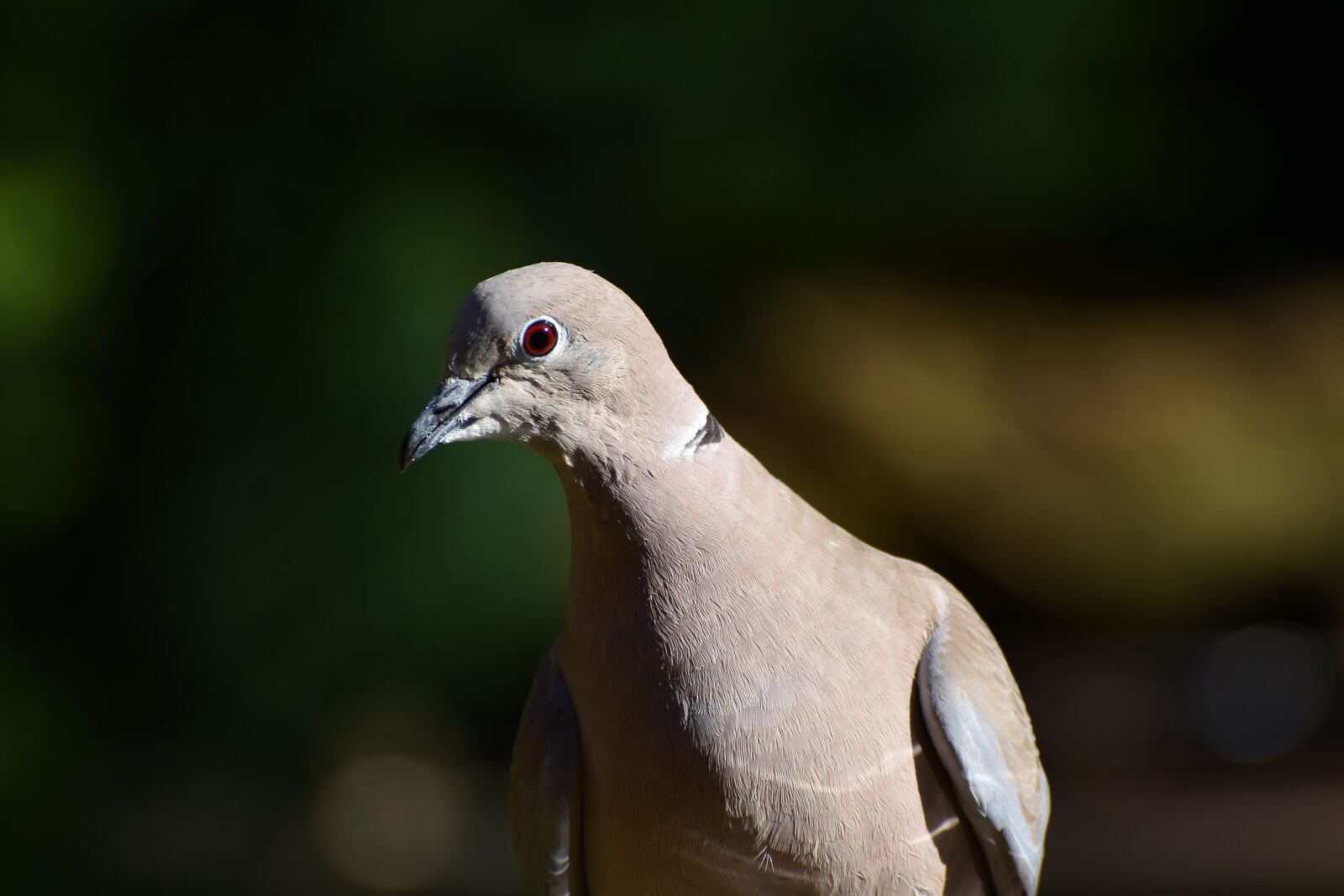 Nikon D7200 sample photo. Dove, collared, bird photography