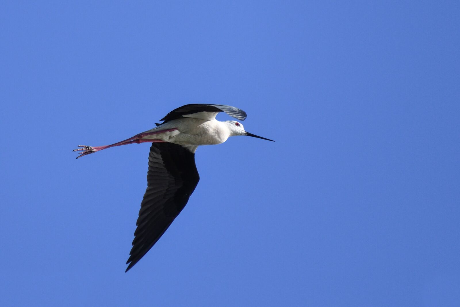 Nikon D500 sample photo. Black-winged stilt, flight, bird photography