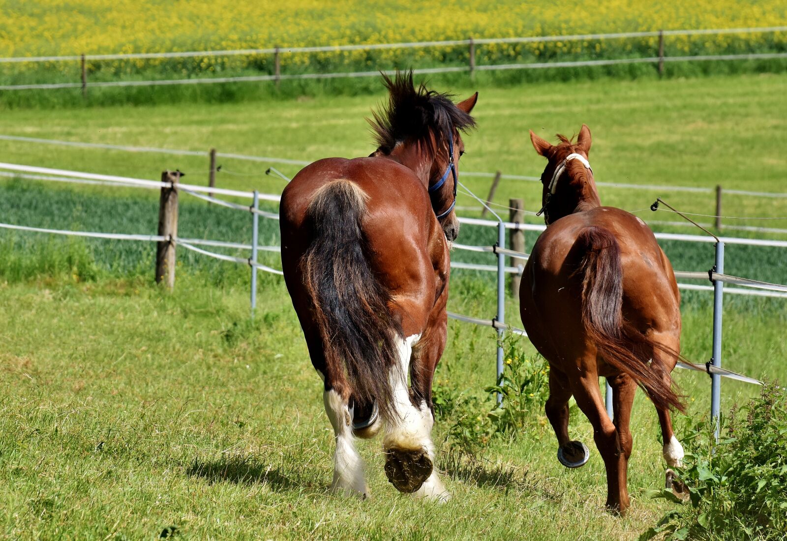Nikon D7200 sample photo. Horses, for two, coupling photography