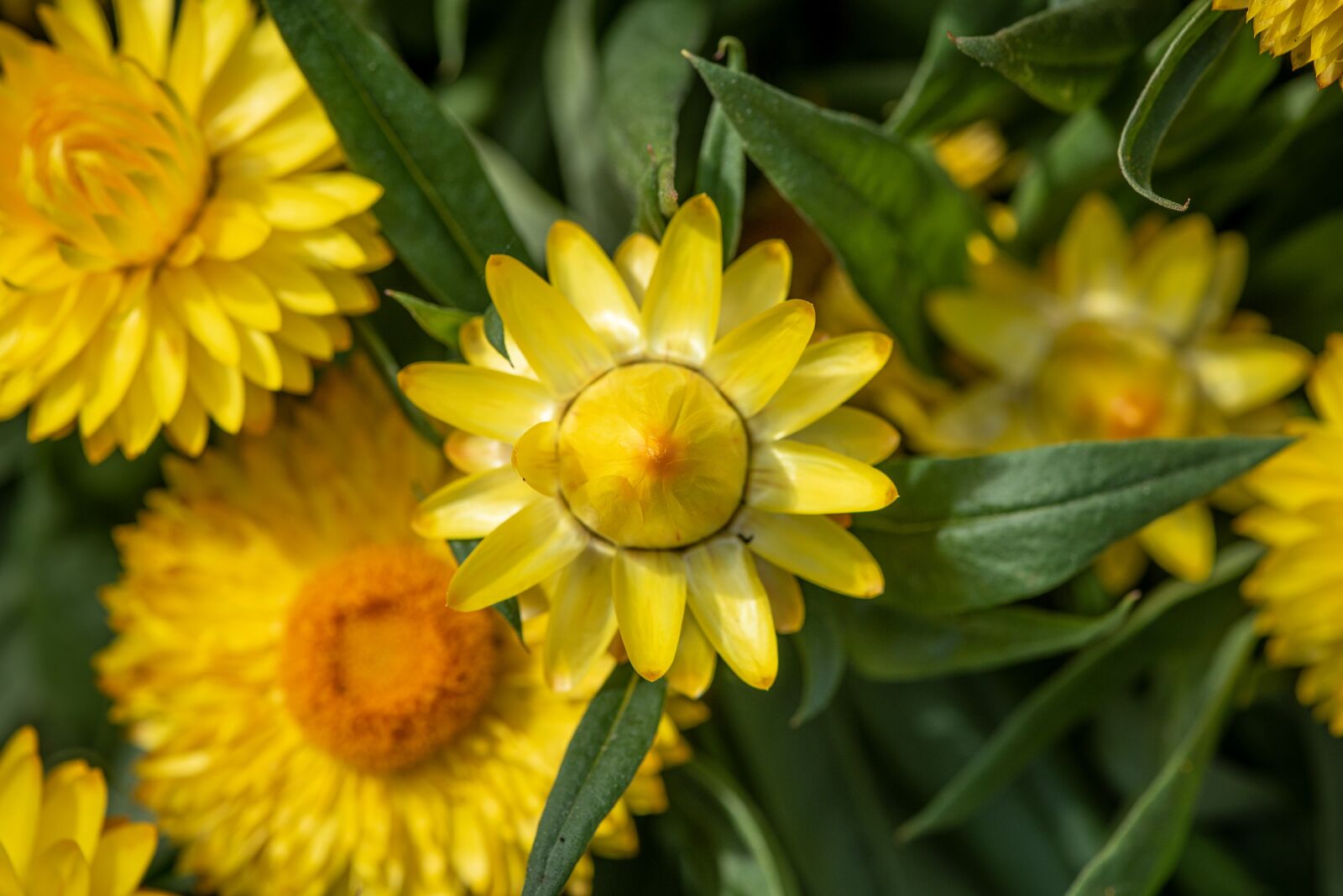Nikon D750 sample photo. Straw flowers, flowers, yellow photography