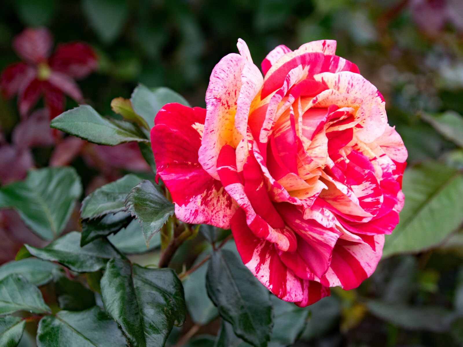 Nikon D5300 sample photo. Rose, brocéliande, floribunda photography