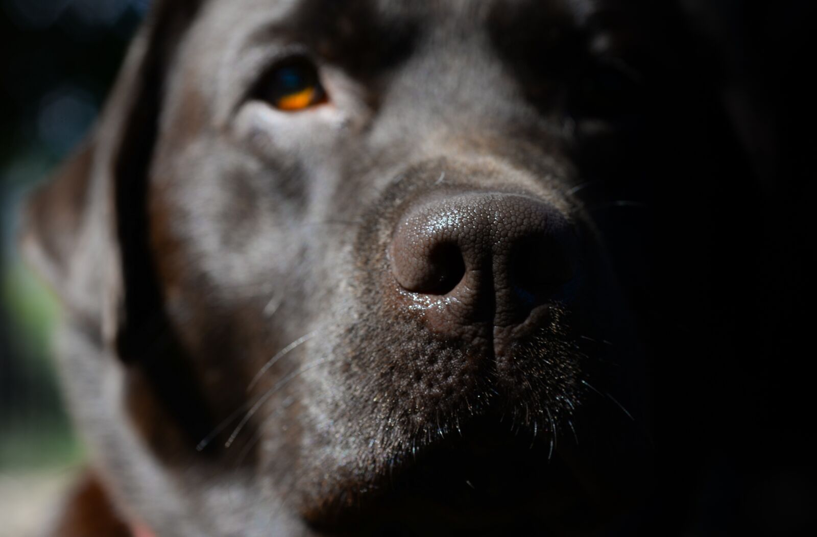Nikon D610 sample photo. Dog, eye, labrador photography