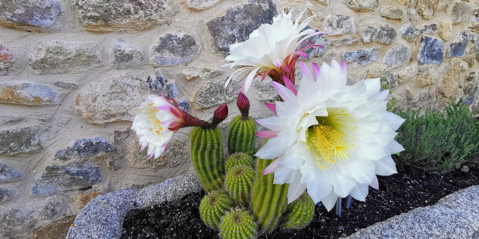 HUAWEI HMA-L29 sample photo. Cactus, flower, wall photography