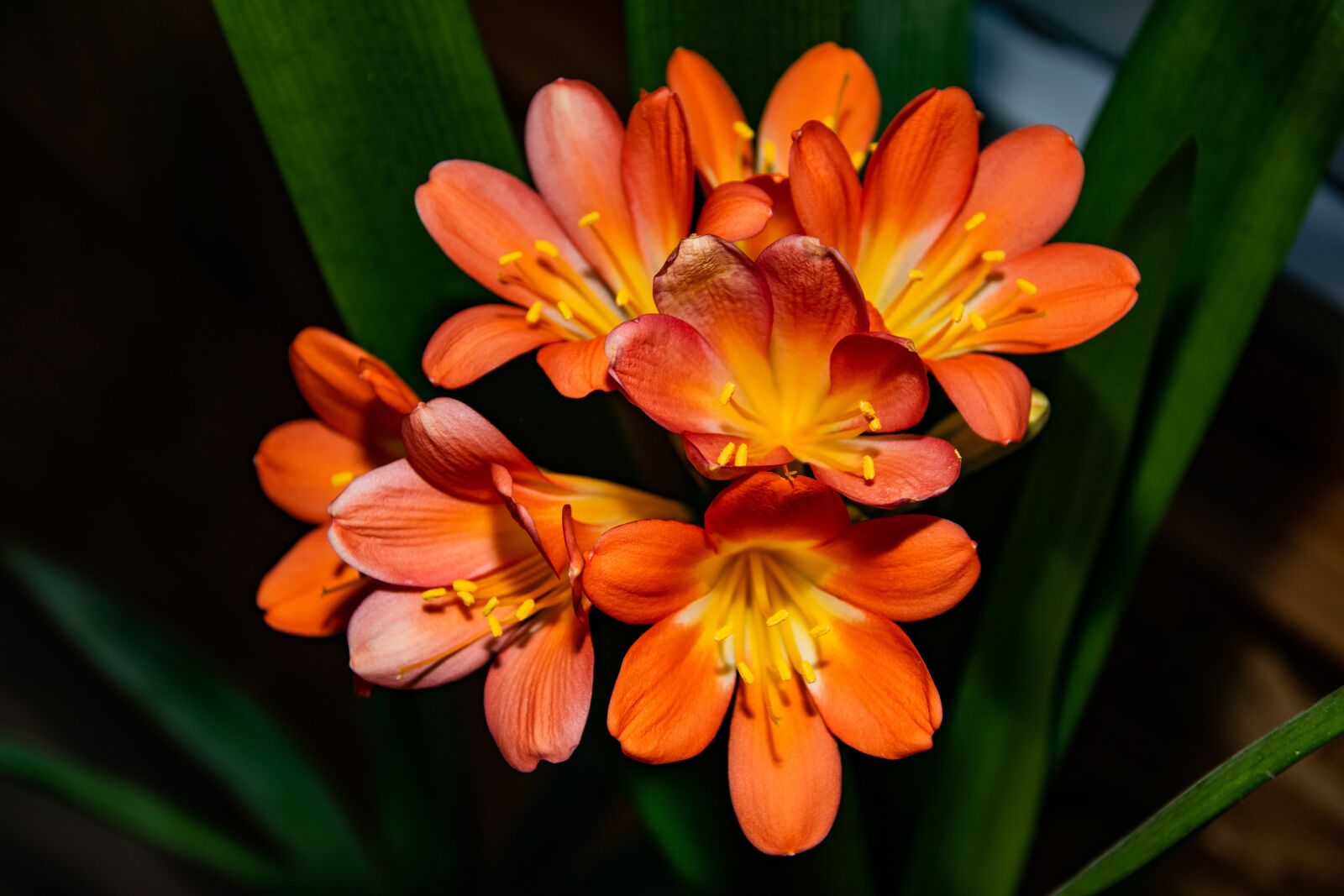 Nikon D3300 sample photo. Flower, nature, spring photography