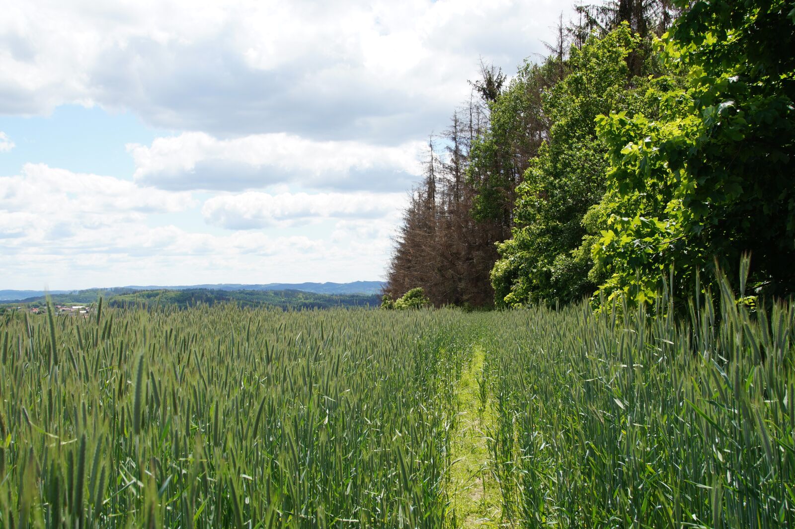 Sony SLT-A58 sample photo. Field, grain, landscape photography