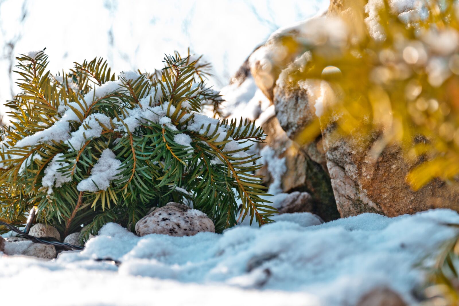 Nikon D3300 sample photo. Winter, cold, leaves photography