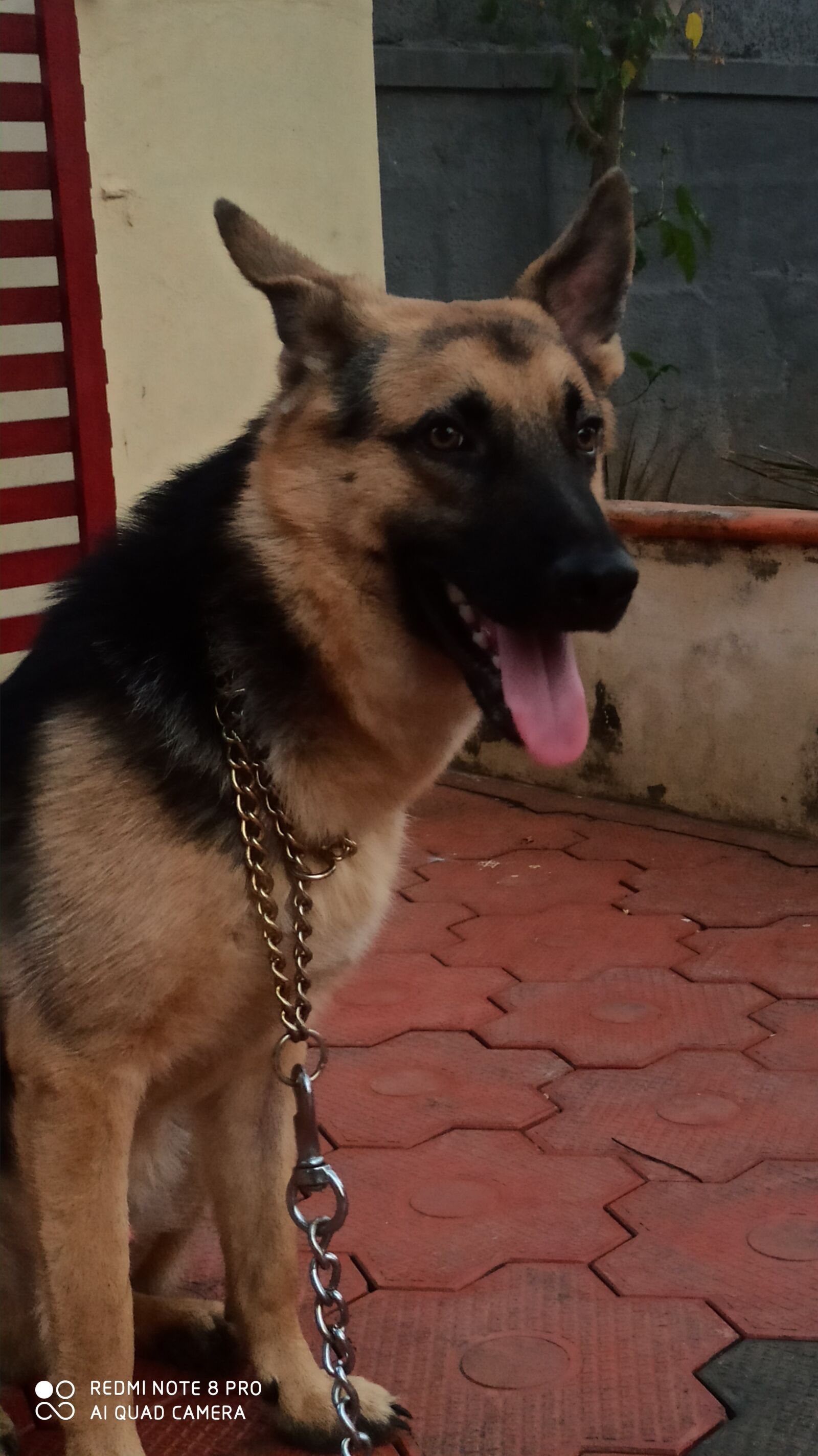 Xiaomi Redmi Note 8 Pro sample photo. My pet, german shepherd photography