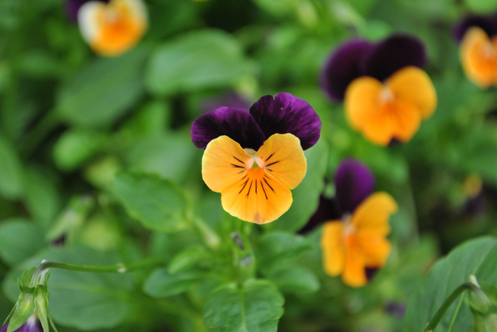 Nikon D3000 sample photo. Pansy flower, flowers, pansy photography