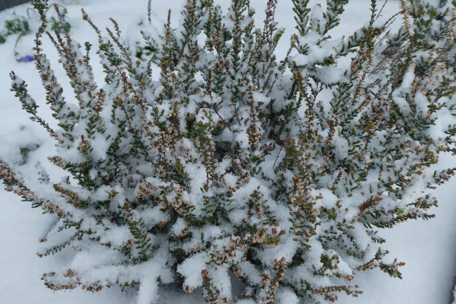 Panasonic Lumix DC-ZS70 (Lumix DC-TZ90) sample photo. Snow, winter, cold photography