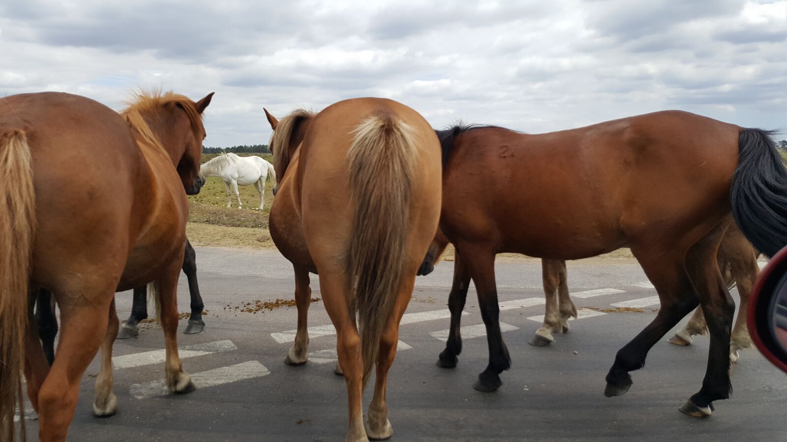 Samsung Galaxy S6 sample photo. Horses, road, nature photography