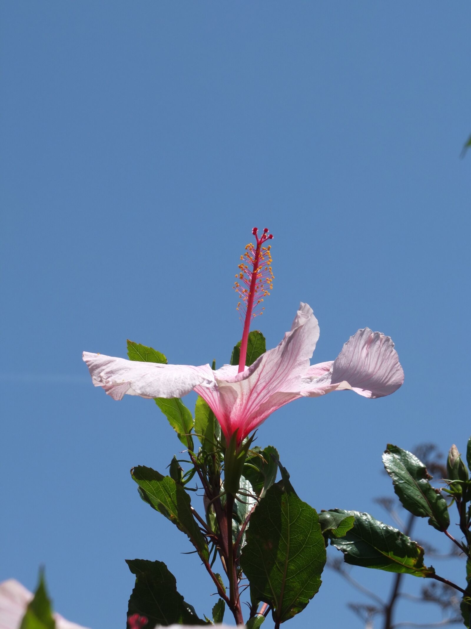 Fujifilm X10 sample photo. Hibiscus, blossom, bloom photography