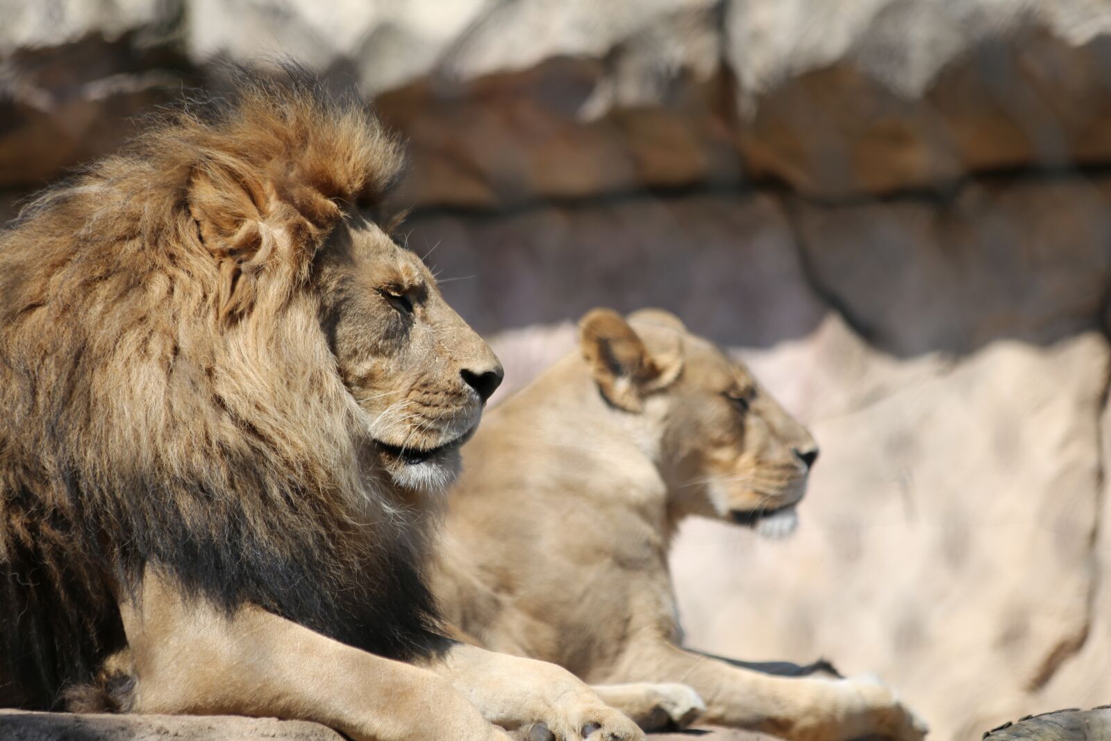 Canon EF 70-300mm F4-5.6 IS USM sample photo. Lion, zoo, big cat photography