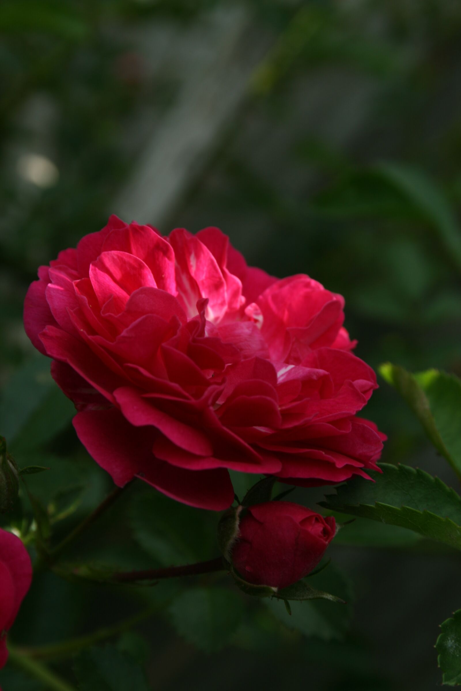 Canon EOS 400D (EOS Digital Rebel XTi / EOS Kiss Digital X) sample photo. Rose, pink, flower photography
