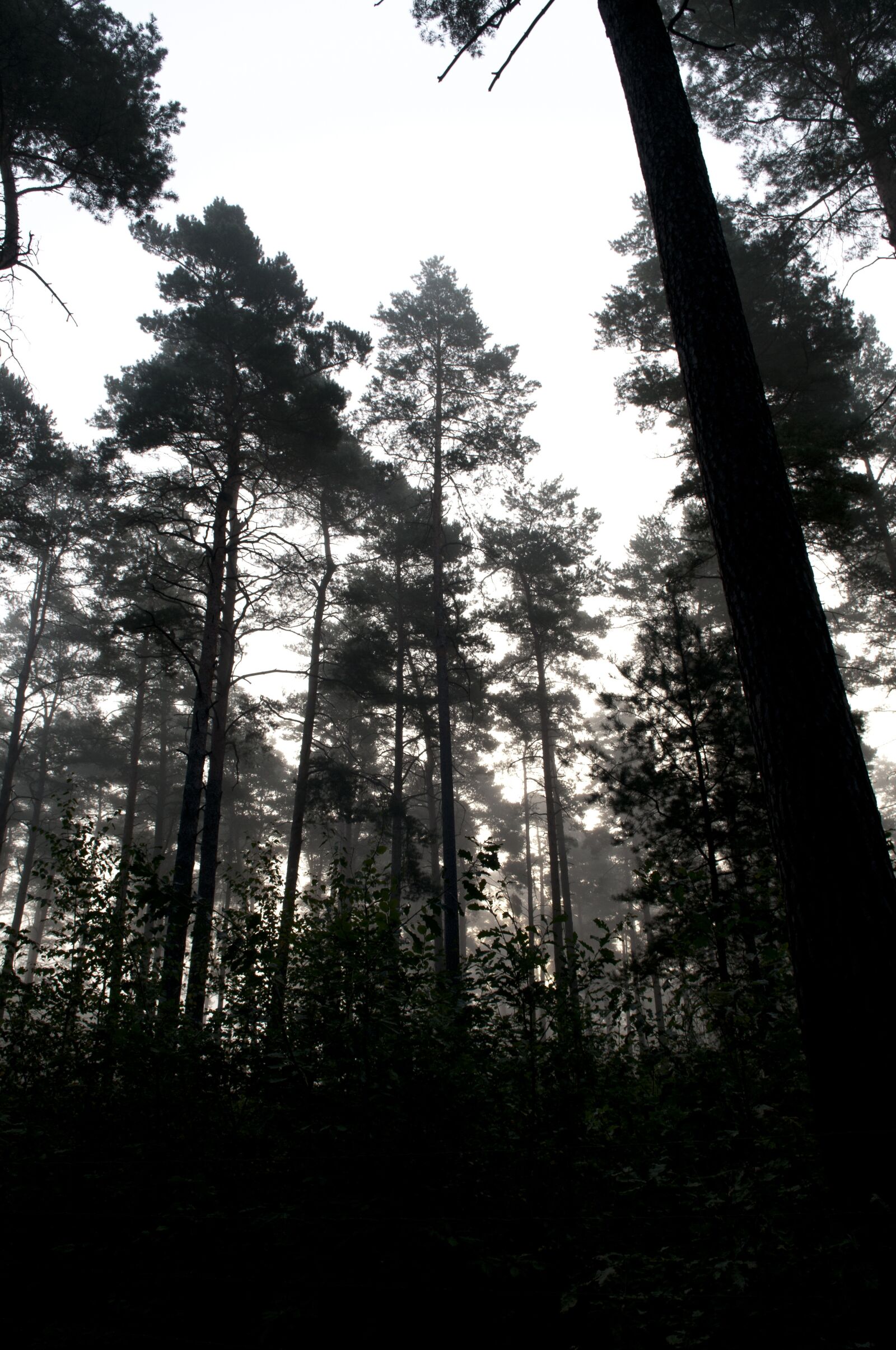 Nikon D300 sample photo. Uckermark, forest, morgenstimmung photography