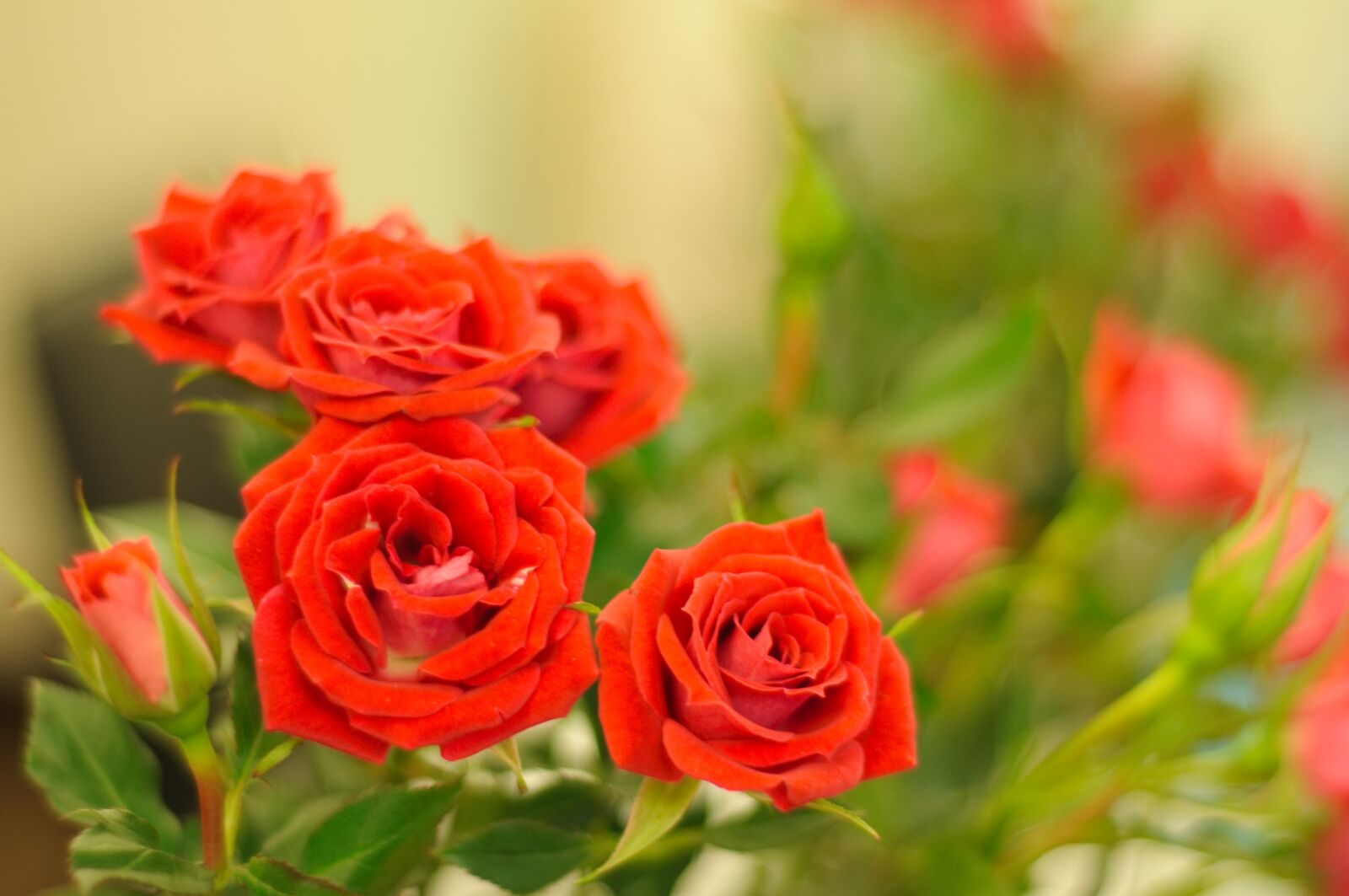 Nikon D90 sample photo. Rose, flower, petal photography