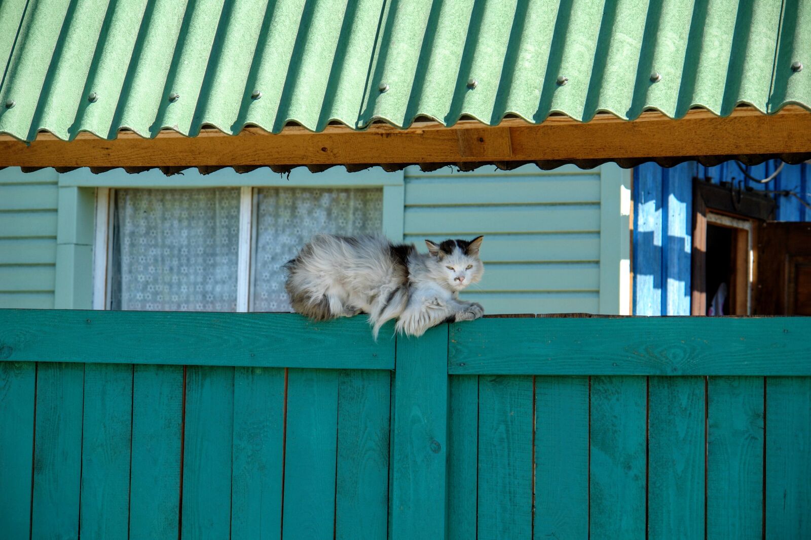 Sony DSC-R1 sample photo. Cat, concerns, relax photography