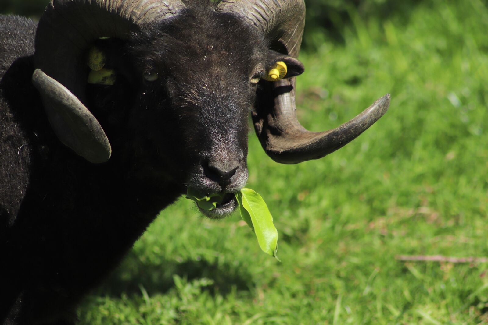 Canon EOS 800D (EOS Rebel T7i / EOS Kiss X9i) sample photo. Sheep, ram, aries photography