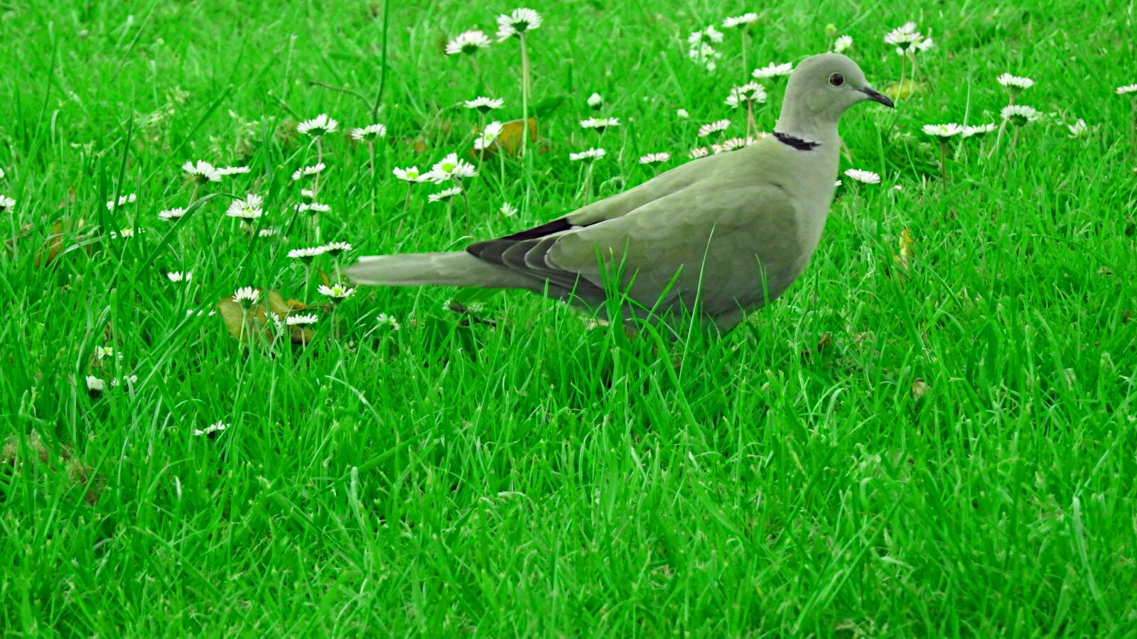 Nikon Coolpix P900 sample photo. Dove, bird, green photography