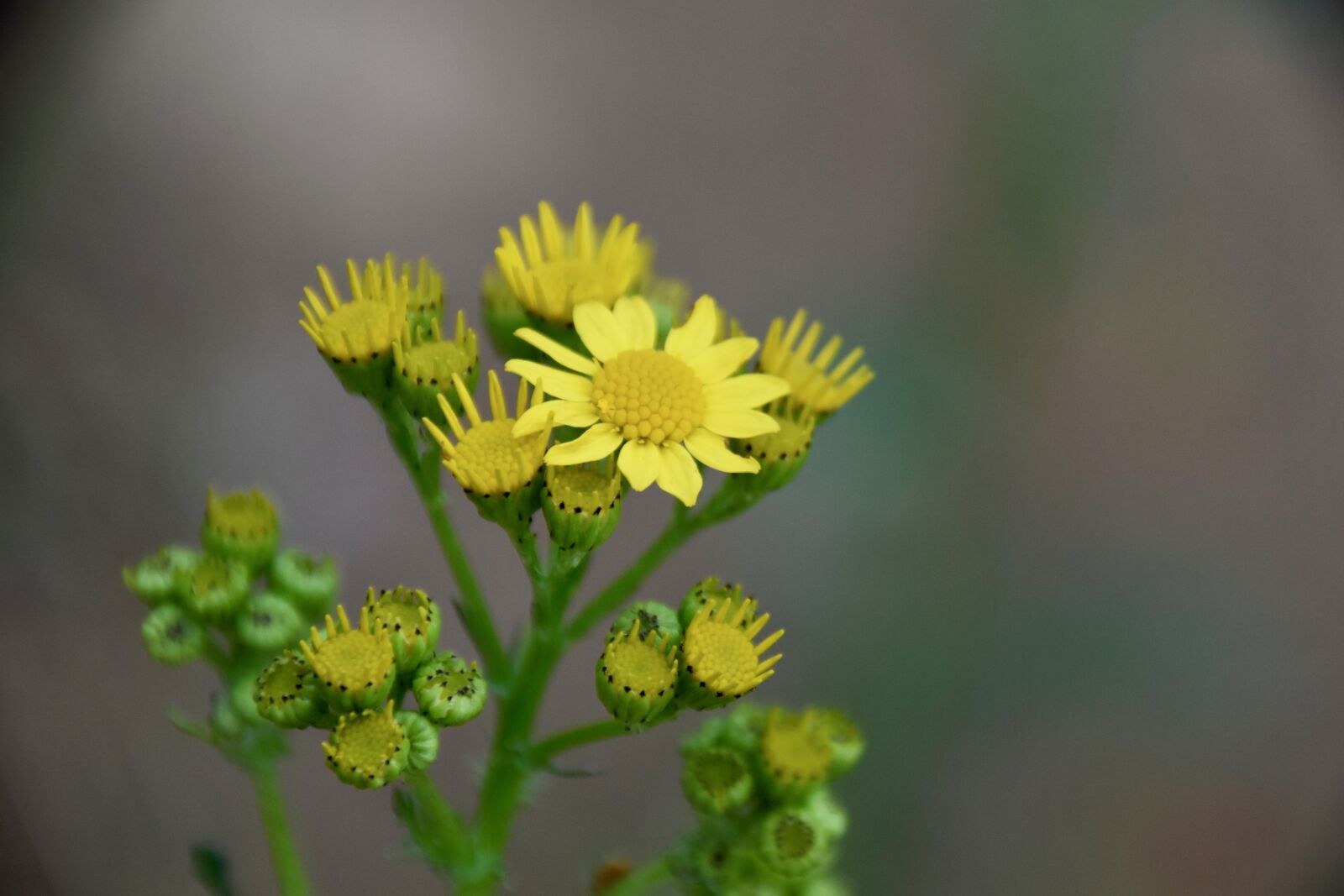 Nikon D5600 sample photo. Flowers, yellow flowers, petals photography